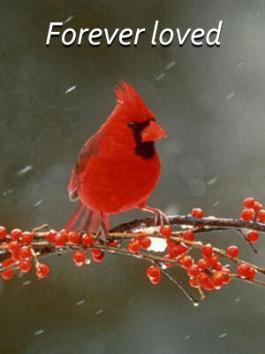 Image result for sympathy messages with cardinals